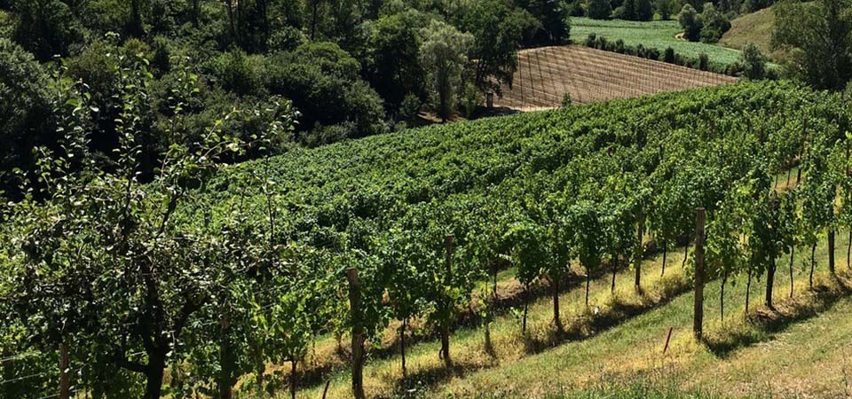 VINI ESPRESSIONE  DEL TERRITORIO TREVIGIANO